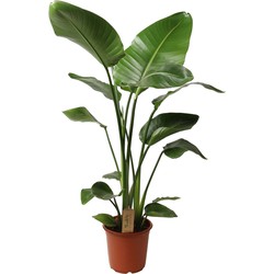 Strelitzia Nicolai - Paradijsvogelbloem - Kamerplant - Pot 21cm Hoogte 90-110cm