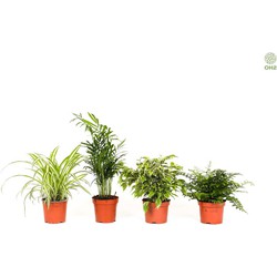 Onderhoudsvriendelijke kamerplanten Mix x 4 - Onderhoudsvriendelijke kamerplanten set 4 - 1x Chlorophytum Variegatum, 1x Chamadorea Elegance, 1x Asplenium Parvati, 1x Ficus Kinky®