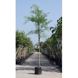 Honingboom Sophora japonica h 450 cm st. omtrek 16 cm