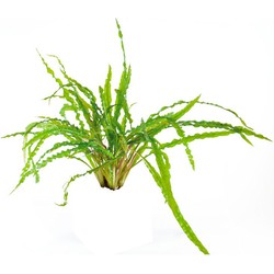 Easy grow 15 cryptocoryne balansae