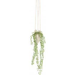 Groene hangende vetplant H38