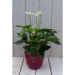 Flamingoplant Anthurium wit in rode pot 40 cm