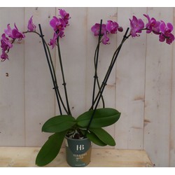 Kamerplant Vlinderorchidee phalaenopsis roze 4 takken - Warentuin Natuurlijk