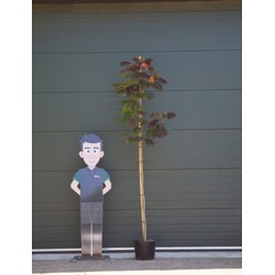 Rode Perzische slaapboom Albizia julibrissin Summer Chocolate h 200 cm st. Omstrek 4 cm