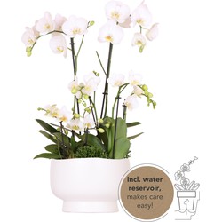 Kolibri Orchids | witte plantenset in Scandic dish incl. waterreservoir | drie witte orchideeën en drie groene planten | Field Bouquet wit met zelfvoorzienend waterreservoir.