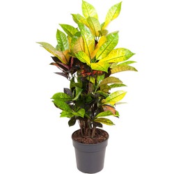 Codiaeum variegatum 'Mrs. Iceton' - Croton - Pot 19cm - Hoogte 60-70cm
