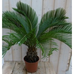 Kamerplant Palmvaren Vredespalm Cycas 70 cm