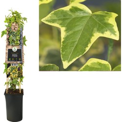 3 stuks - Klimplant Hedera h. Goldchild 75 cm