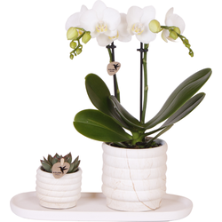 Kolibri Company | Plantenset Slow Living small  | Witte Phalaenopsis Orchidee Lausanne en Succulent incl. keramieken sierpotten op wit organisch dienblad