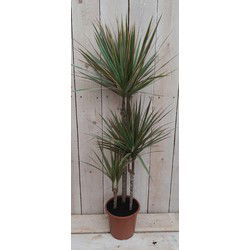 Kamerplant Dracaena Marginata
