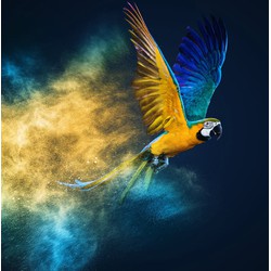 Fine Asianliving Vliegende Papagaai Digitale Print 95x95cm Acryl Glas