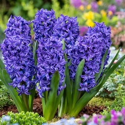 Hyacinthus Blue Trophy - 25x Winterharde Bloembollen Hyacinten - Vroegbloeiend