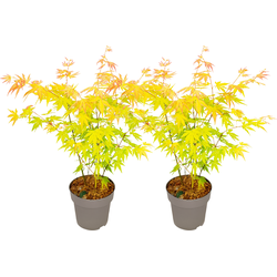 Japanse Esdoorn - 2 Stuks - Acer palm. 'Orange Dream' - Hoogte 35-55cm - ⌀15cm