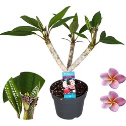 Plumeria Frangipani - Paars - Hawaii - Pot 17cm - Hoogte 55-70cm