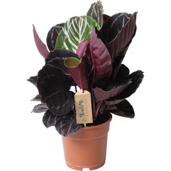 Calathea 'Dottie' - Kamerplant - Pot 17cm - Hoogte 30-40cm