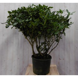 Rododendron 120 cm wit - Warentuin Natuurlijk