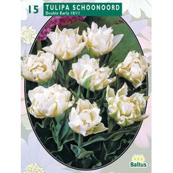 2 stuks - Tulipa Dubbel Vroeg Schoonoord per 15