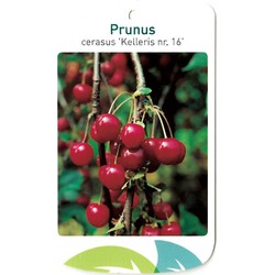 Prunus Cerasus Kelleris nr. 16