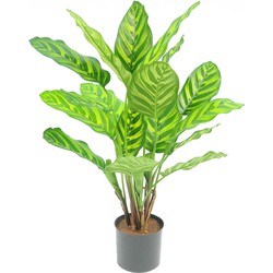 Kunstplant Calathea Makoyana 55 cm | NeverLeafs