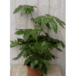 Kamerplant Vingerplant 60 cm