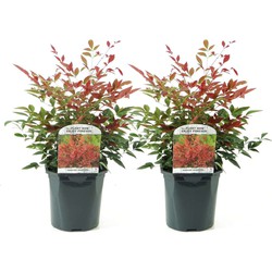 Nandina Obsessed - Set van 2 - Pot 17cm - Hoogte 25-40cm