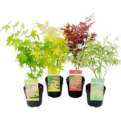 Acer palmatum - Set van 4 - Japanse Esdoorn - Pot 10,5cm - Hoogte 25-40cm
