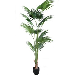 PTMD Tree Green palm 11 leaves in pot