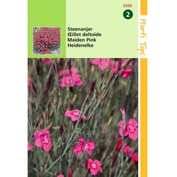 2 stuks - Dianthus Deltoides Erectus Karmijnrose