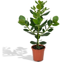Hello Plants Clusia Princess Handtekeningboom - Ø 12 cm - Hoogte: 60 cm - Kamerplant