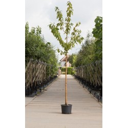 Sierkers met goudgele stam Prunus maackii Amber beauty h 450 cm st. omtrek 16 cm