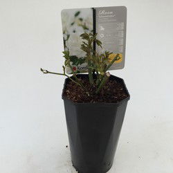 Struikroos Rosa Schneewittchen