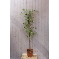 Kamerplant Ficus donkergroen 160 cm - Warentuin Natuurlijk