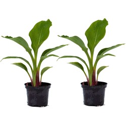 Musella lasiocarpa - Fruitboom - Set van 2 - Pot 9cm - Hoogte 25-40cm