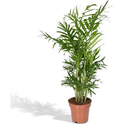 Hello Plants Chamaedorea Elegans Kamerpalm - Ø 12 cm - Hoogte: 40 cm - Mexicaanse Dwerpalm