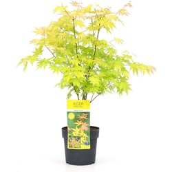 Acer palmatum 'Orange Dream' - Japanse Esdoorn - Pot 19cm - Hoogte 60-70cm