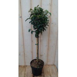 2 stuks - Japanse kardinaalsmuts Euonymus 'Marieke' donkergroen