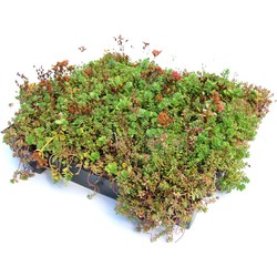 Dakgroen Sedumtray voor daken Type TE Kant & Klaar 15 graden, prijs per 1 tray, Sempergreen