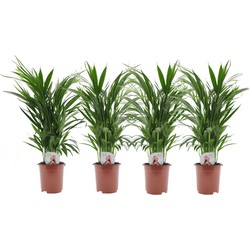 Dypsis Lutescens - Set van 4 - Areca - Goudpalm - Pot 17cm - Hoogte 60-70cm