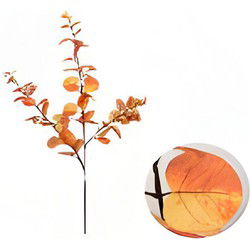Money leaf tak oranje 104 cm
