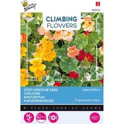 3 stuks - Flowering climbers tropaeolum jewel of africa