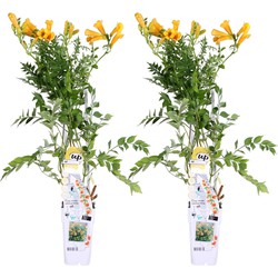 Hello Plants Campsis Summer Jazz Gold Trompetklimmer - Klimplant - 2 Stuks - Ø 15 cm - Hoogte: 65 cm