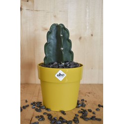 Knuffelcactus in okerkleurige pot Elho