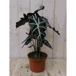 Kamerplant Olifantsoor polly 50 cm