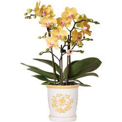 Kolibri Orchids | Gele orchidee Lima + Malaga sierpot licht oranje - potmaat Ø9cm | bloeiende kamerplant - vers van de kweker