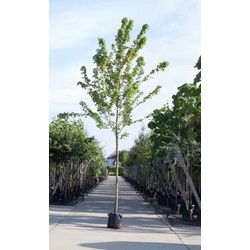 Amerikaanse rode esdoorn Acer rubrum h 450 cm st. omtrek 16 cm - Warentuin Natuurlijk