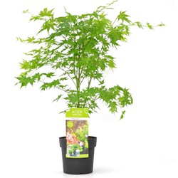 Hello Plants Acer Palmatum Going Green Japanse Esdoorn - Struik, Sierheester - Ø 19 cm - Hoogte: 40 cm
