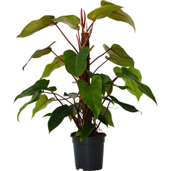 Philodendron - Philodendron 'Imperial Red' - Hoogte 50cm - ⌀19cm