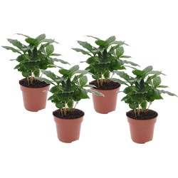 Coffea arabica - Koffieplant - Set van 4 - Pot 12cm - Hoogte 25-40cm