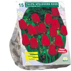 Bollen Tulipa Apeldoorn rood 15 stuks