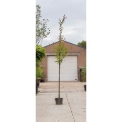 Katsura boom Cercidiphyllum japonicum h 250 cm st. omtrek 8 cm - Warentuin Natuurlijk